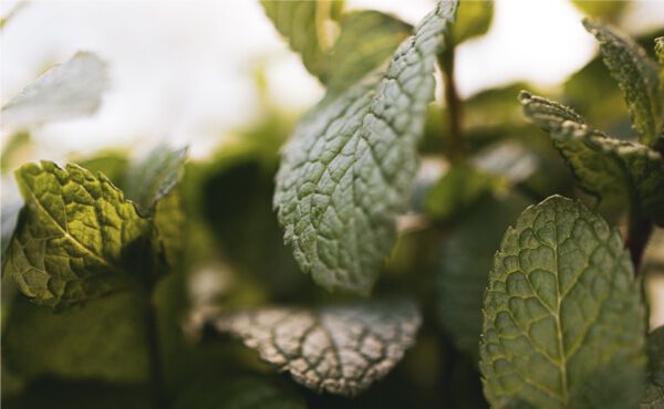 /Magazine/2021/June/14-06-21_How to ease your hay fever symptoms with these clever tricks (1).jpg